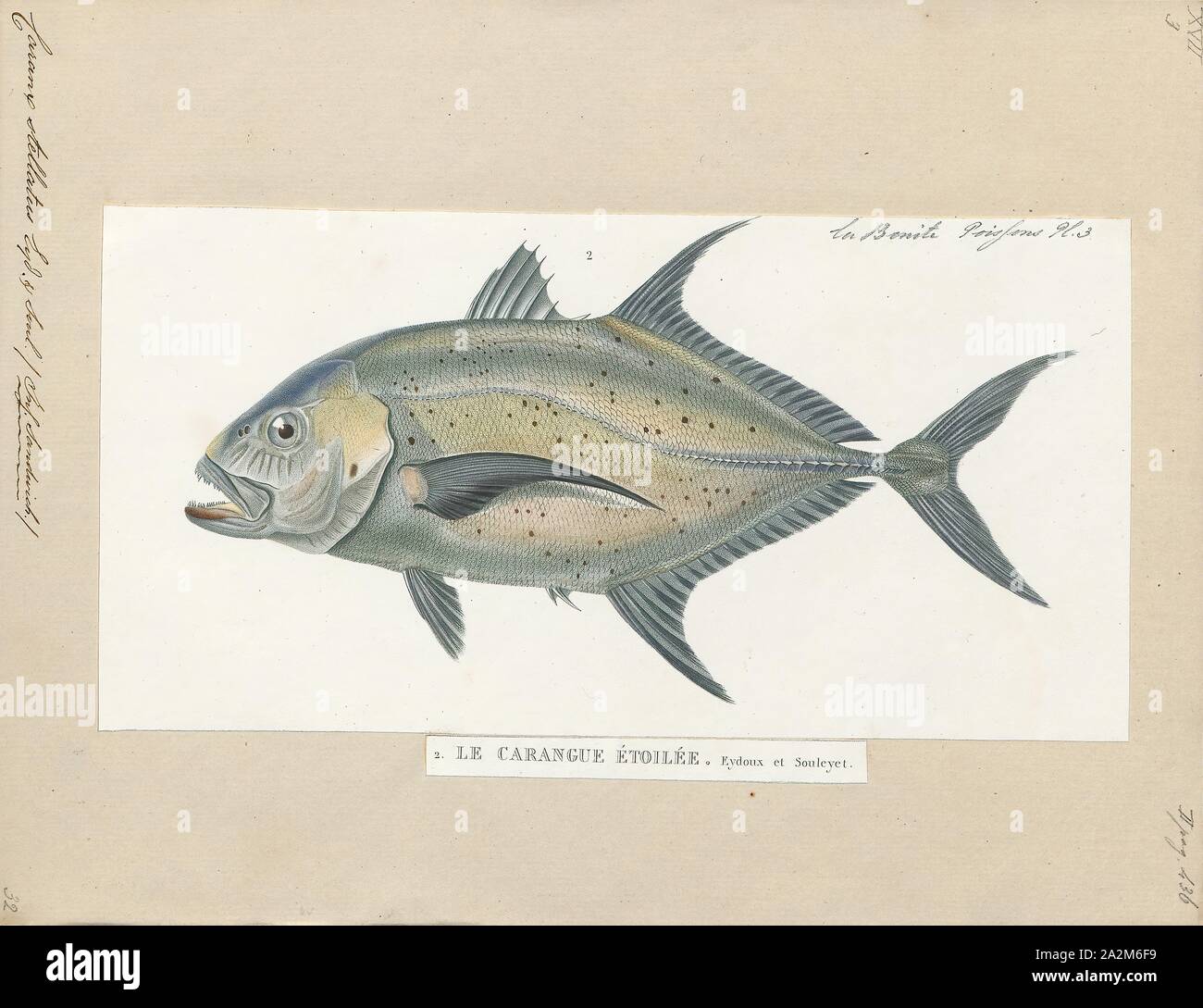 Caranx stellatus, Print, The bluefin trevally, Caranx melampygus (also known as the bluefin jack, bluefin kingfish, bluefinned crevalle, blue ulua, omilu and spotted trevally), is a species of large, widely distributed marine fish classified in the jack family, Carangidae. The bluefin trevally is distributed throughout the tropical waters of the Indian and Pacific Oceans, ranging from Eastern Africa in the west to Central America in the east, including Japan in the north and Australia in the south. The species grows to a maximum known length of 117 cm and a weight of 43.5 kg, however is rare Stock Photo