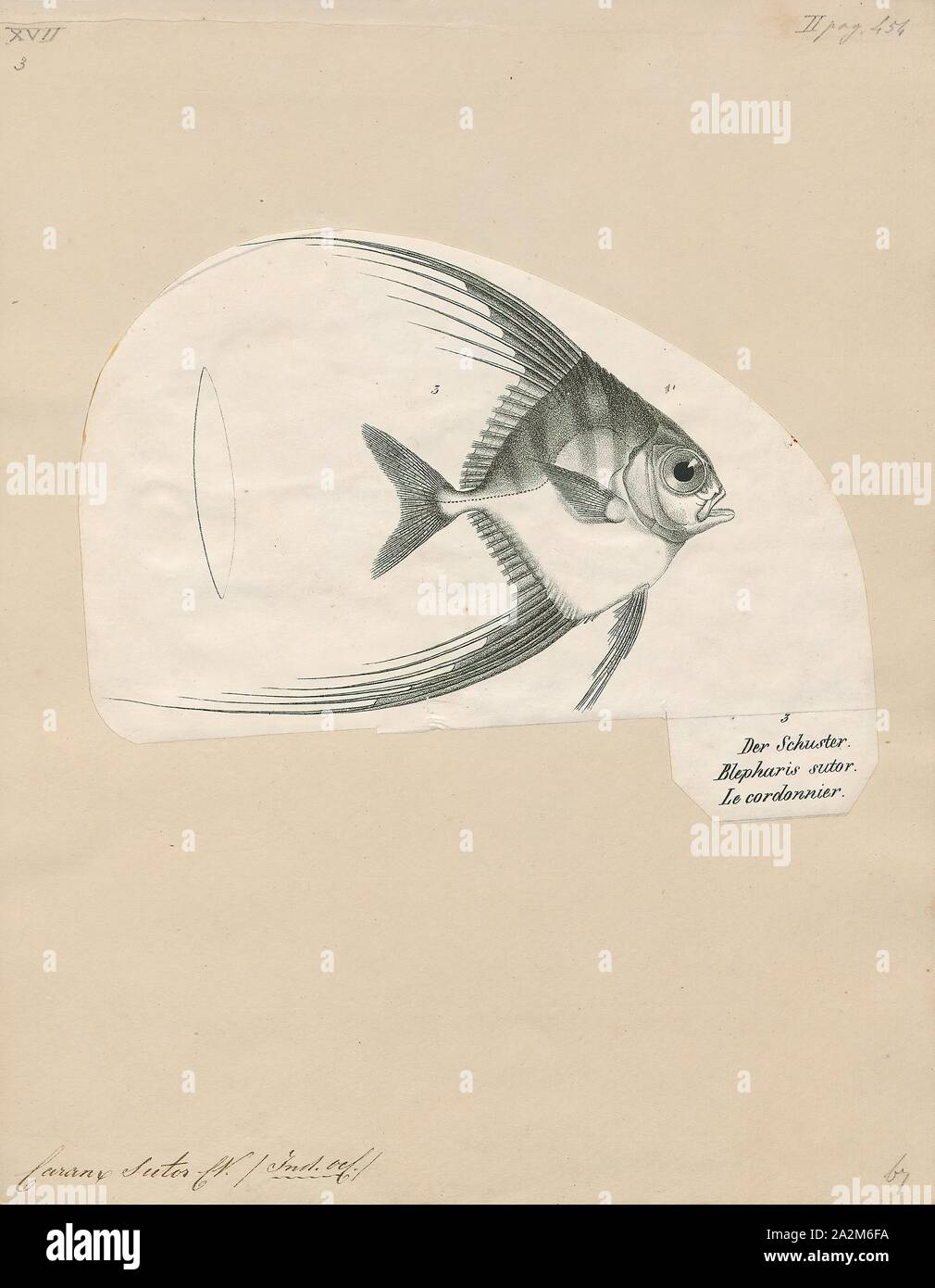 Sutor Stock Photos Sutor Stock Images Alamy