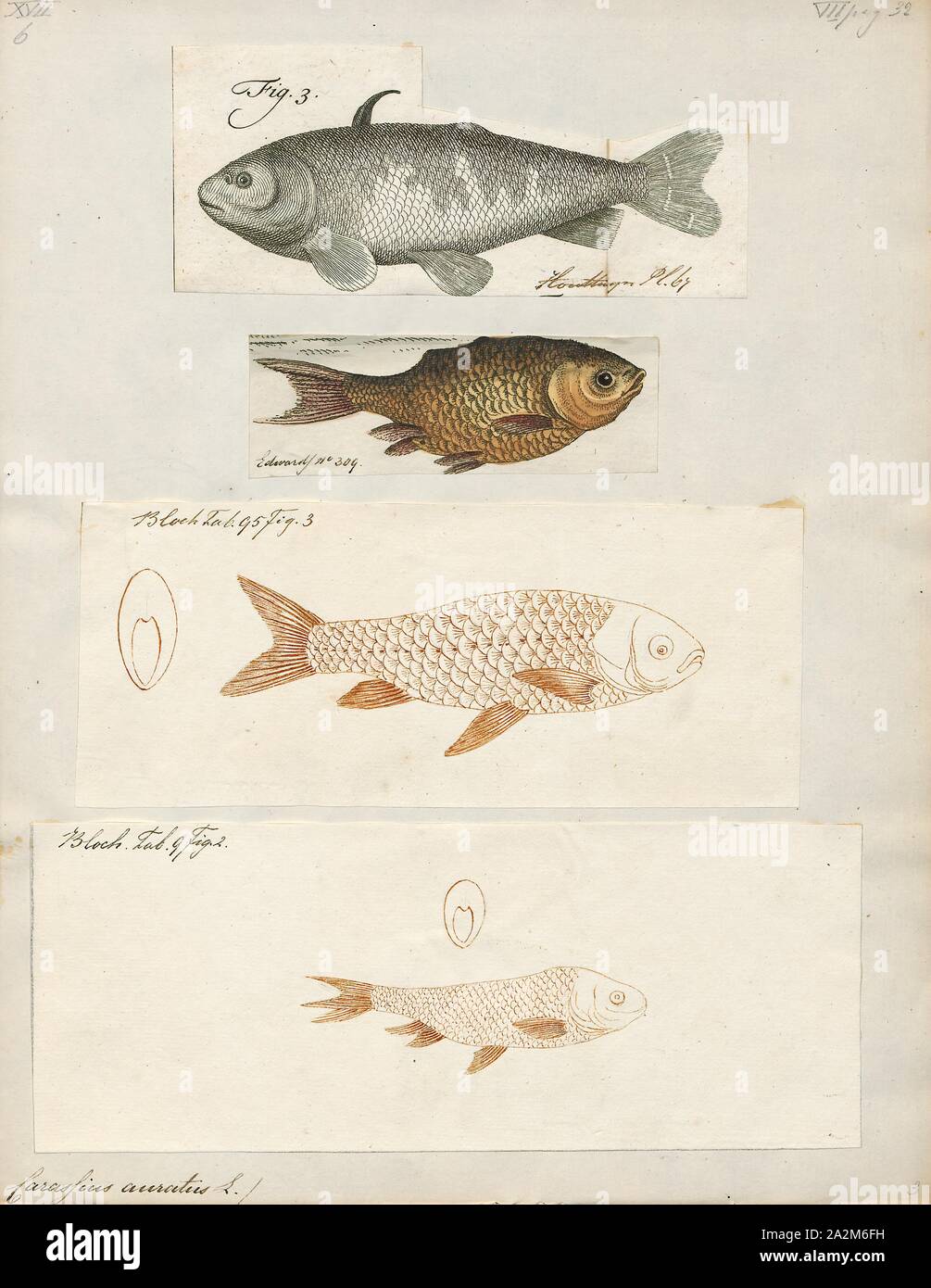 Carassius auratus, Print, The goldfish (Carassius auratus) is a freshwater fish in the family Cyprinidae of order Cypriniformes. It is one of the most commonly kept aquarium fish., 1700-1880 Stock Photo