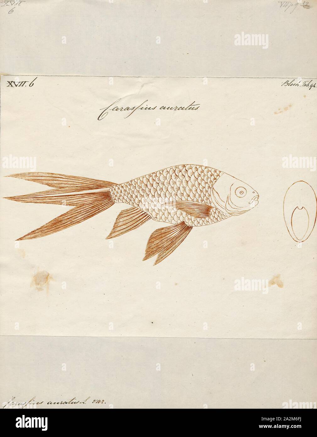 Carassius auratus, Print, The goldfish (Carassius auratus) is a freshwater fish in the family Cyprinidae of order Cypriniformes. It is one of the most commonly kept aquarium fish., 1774-1804 Stock Photo