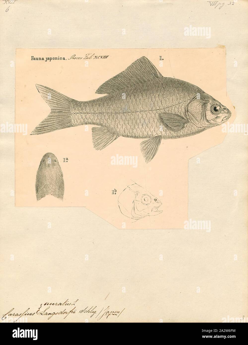 Carassius auratus, Print, The goldfish (Carassius auratus) is a freshwater fish in the family Cyprinidae of order Cypriniformes. It is one of the most commonly kept aquarium fish., 1833-1850 Stock Photo