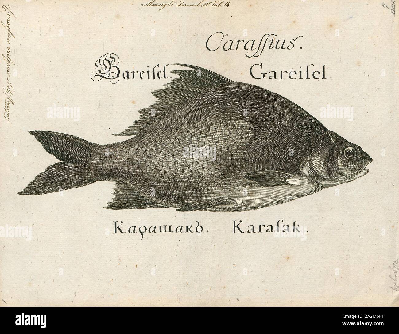 Carassius vulgaris, Print, Carassius is a genus in the ray-finned fish family Cyprinidae. Most species in this genus are commonly known as crucian carps, though this term often specifically refers to C. carassius. The most well known is the goldfish (C. auratus). They have a Eurasian distribution, apparently originating further to the west than the typical carps (Cyprinus), which include the common carp (C. carpio)., 1726 Stock Photo