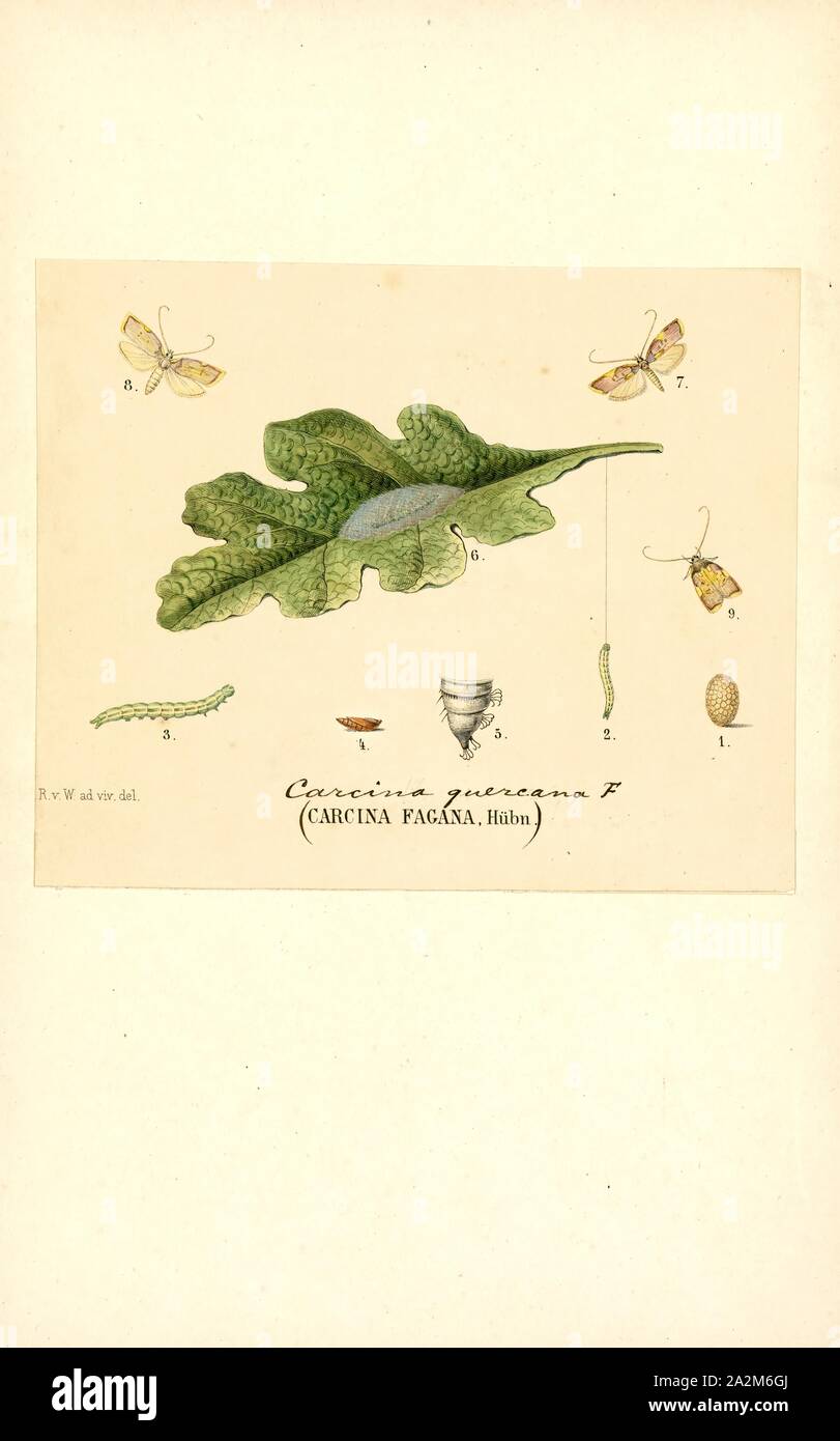 Carcina, Print, Carcina is a moth genus of the family Depressariidae Stock Photo