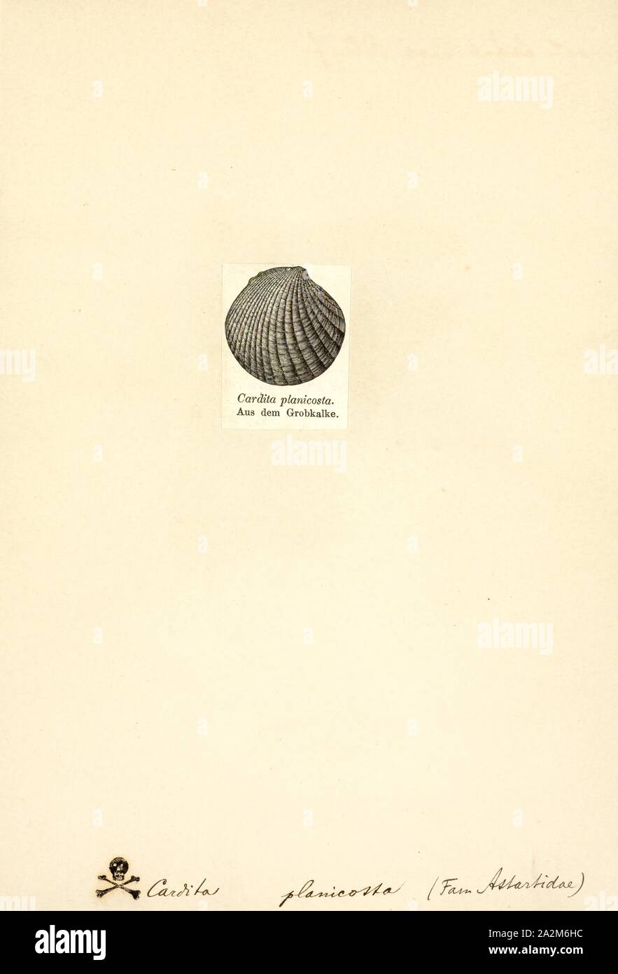 Cardita, Print, Cardita is a genus of marine bivalve molluscs in the family Carditidae Stock Photo