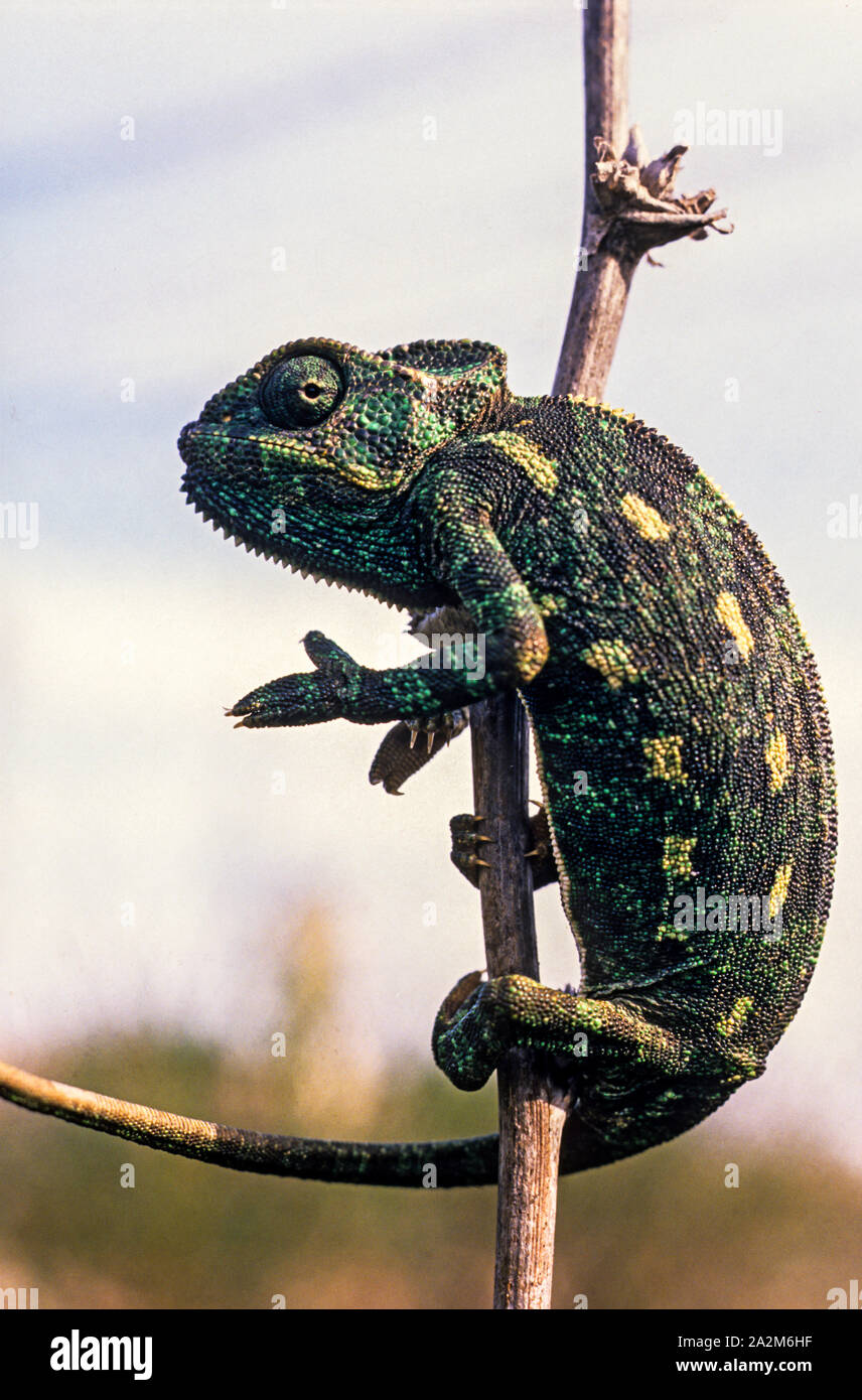 Mediterranean chameleon (Chamaeleo chamaeleon) זיקית מובהקת Stock Photo