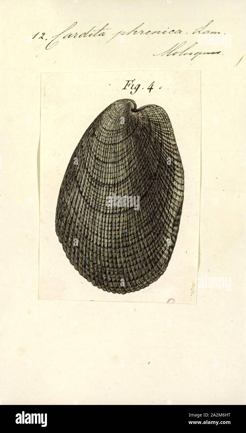 Cardita phrenica, Print, Cardita is a genus of marine bivalve molluscs in the family Carditidae Stock Photo