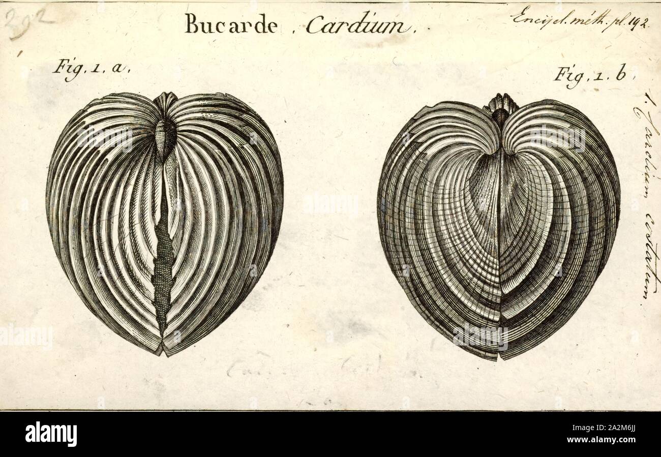 Cardium costatum, Print, Great ribbed cockle Stock Photo