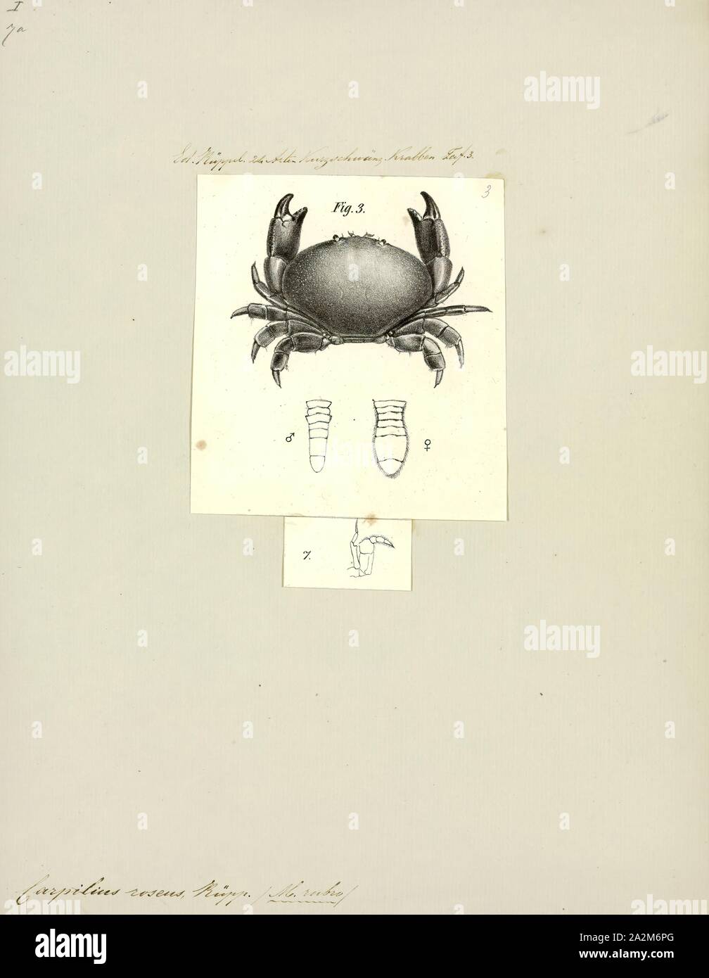 Carpilius roseus, Print, Carpilius is a genus of crabs in the family Carpiliidae Stock Photo