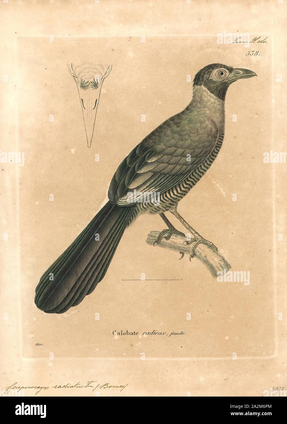 Carpococcyx radiatus, Print, The Bornean ground cuckoo (Carpococcyx radiceus) is a large terrestrial species of cuckoo in the Cuculidae family. It is, as suggested by its common name, endemic to the island of Borneo, being found in the sections belonging to Brunei, Malaysia and Indonesia. It is restricted to humid forest. It is threatened by habitat loss. It was formerly considered conspecific with the Sumatran ground cuckoo., 1700-1880 Stock Photo