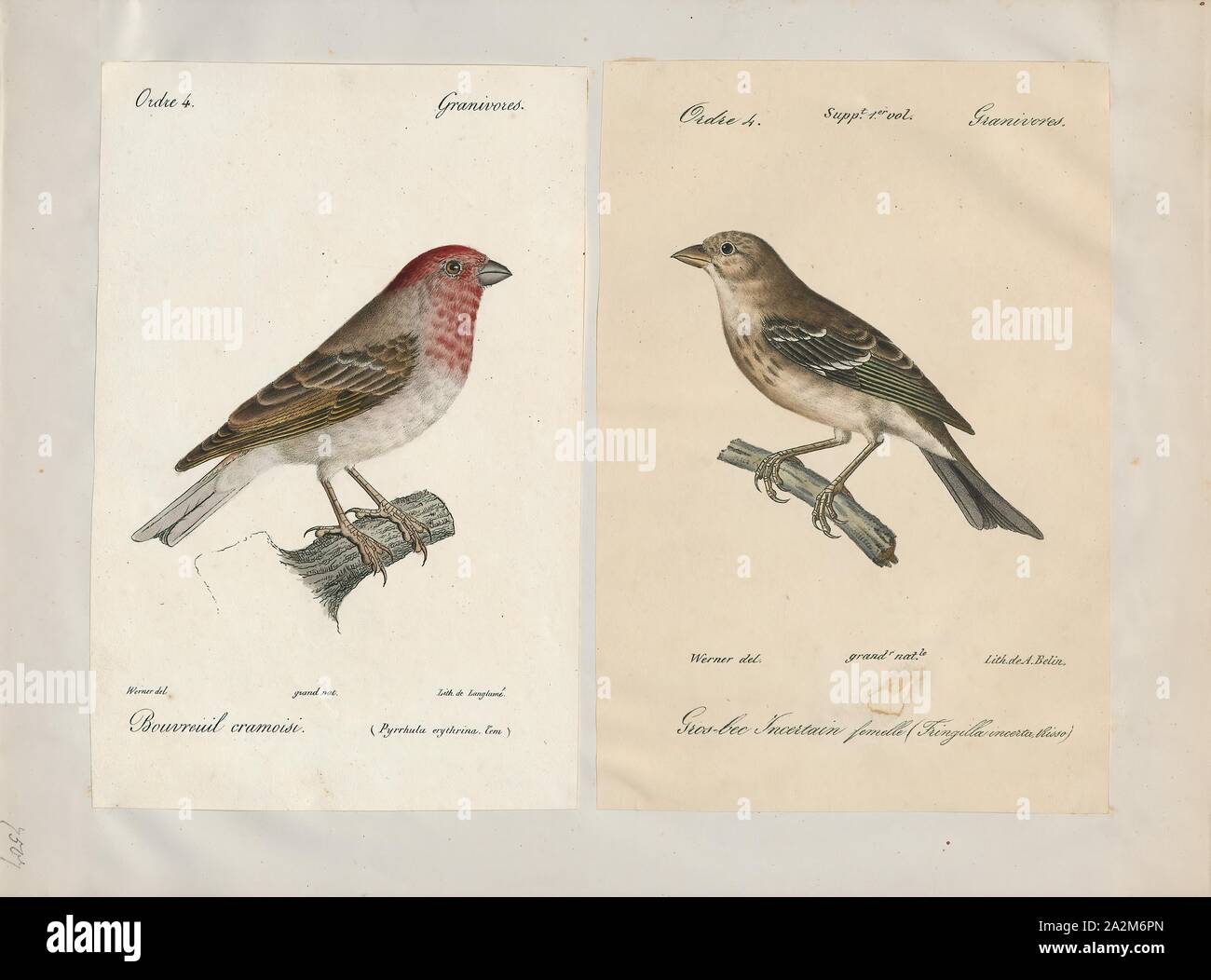 Carpodacus erythrinus, Print, The common rosefinch (Carpodacus erythrinus) or scarlet rosefinch is the most widespread and common rosefinch of Asia and Europe., 1700-1880 Stock Photo
