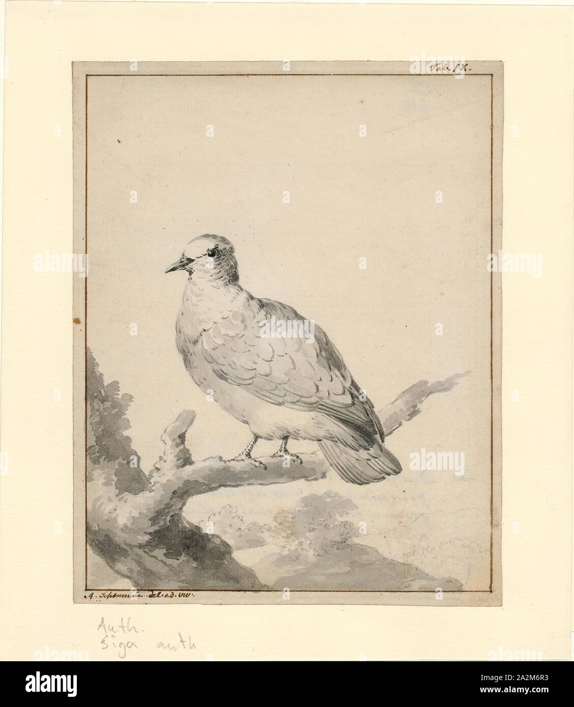 Carpophaga aenea, Print, 1710-1792 Stock Photo