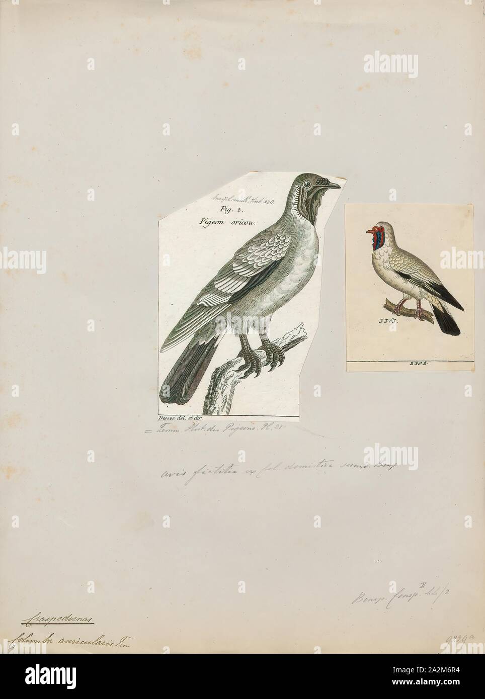Carpophaga auricularis, Print, 1700-1880 Stock Photo