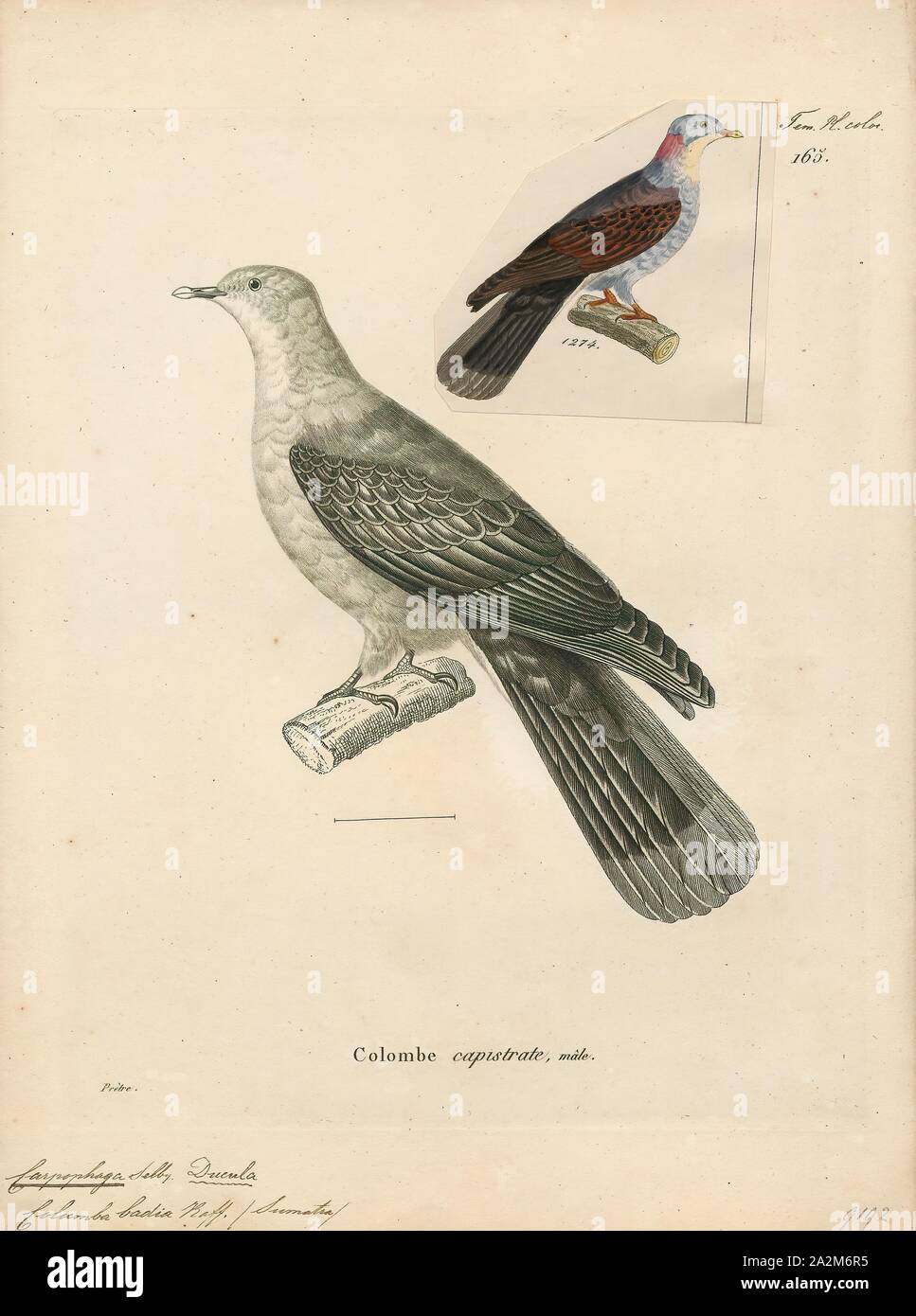 Carpophaga badia, Print, 1700-1880 Stock Photo
