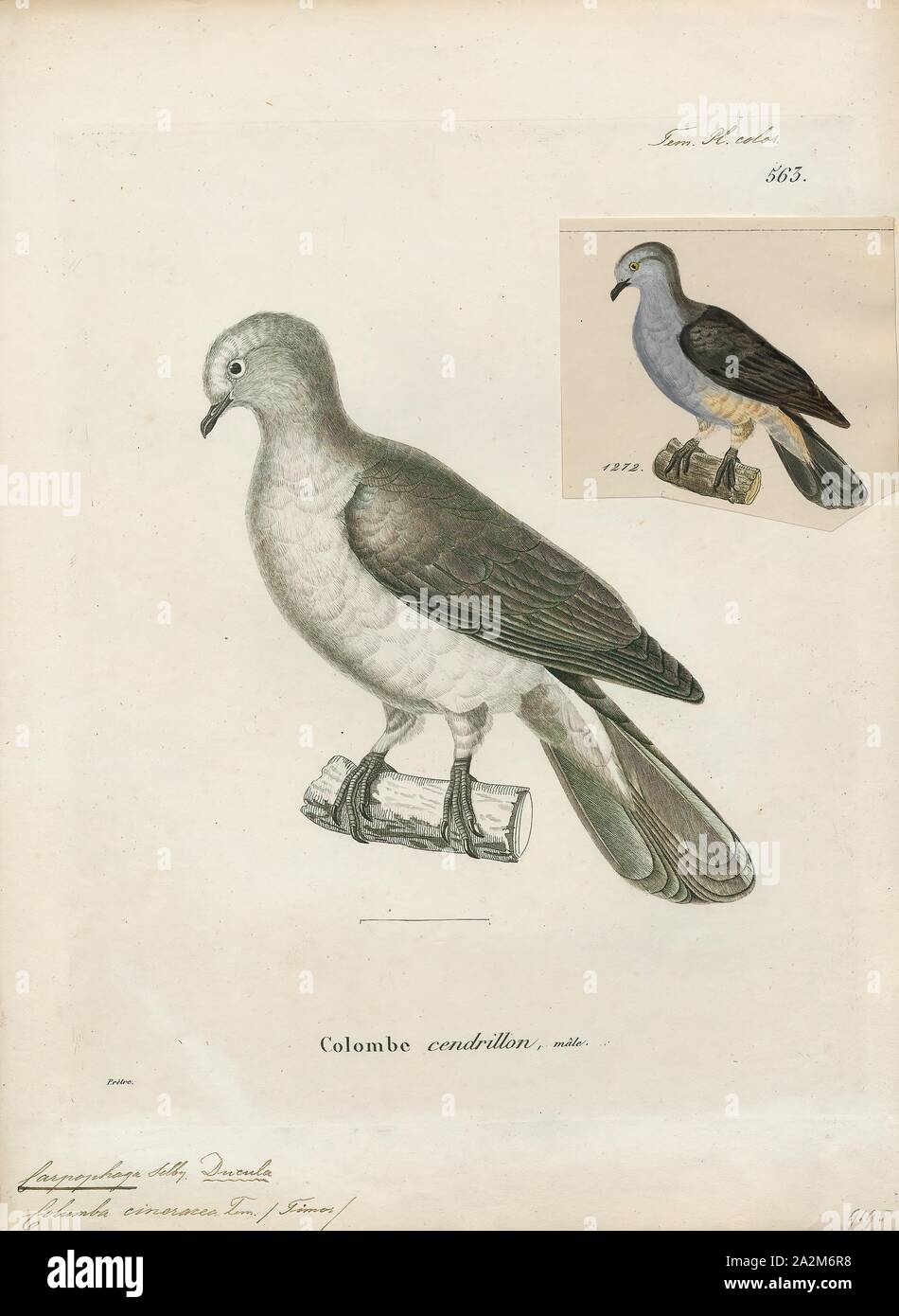 Carpophaga cineracea, Print, 1700-1880 Stock Photo