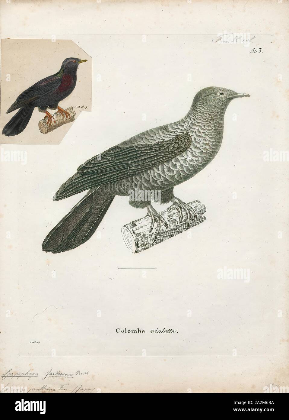 Carpophaga janthina, Print, The Ryukyu wood pigeon (Columba jouyi), otherwise known as the silver-banded or silver-crescented pigeon is an extinct species of bird in the Columba genus in the family Columbidae. This wood pigeon was endemic to the Laurel forest habitat., 1700-1880 Stock Photo