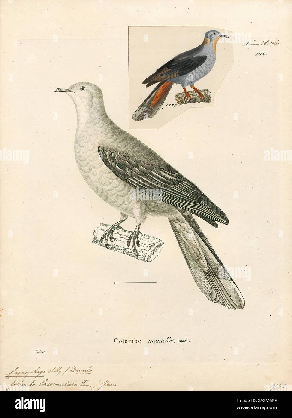 Carpophaga lacernulata, Print, 1700-1880 Stock Photo
