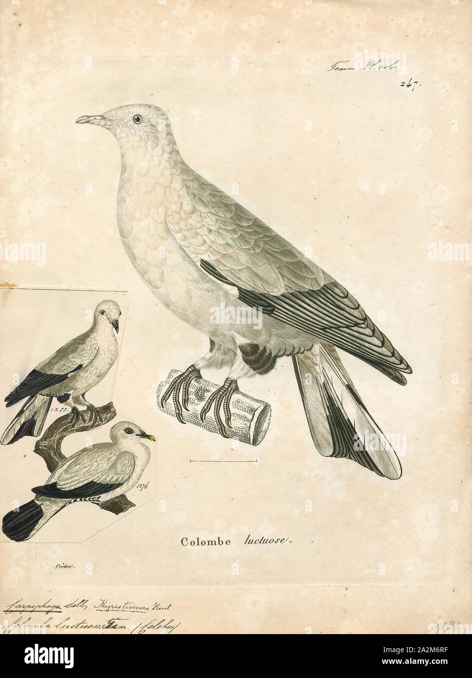 Carpophaga luctuosa, Print, 1700-1880 Stock Photo