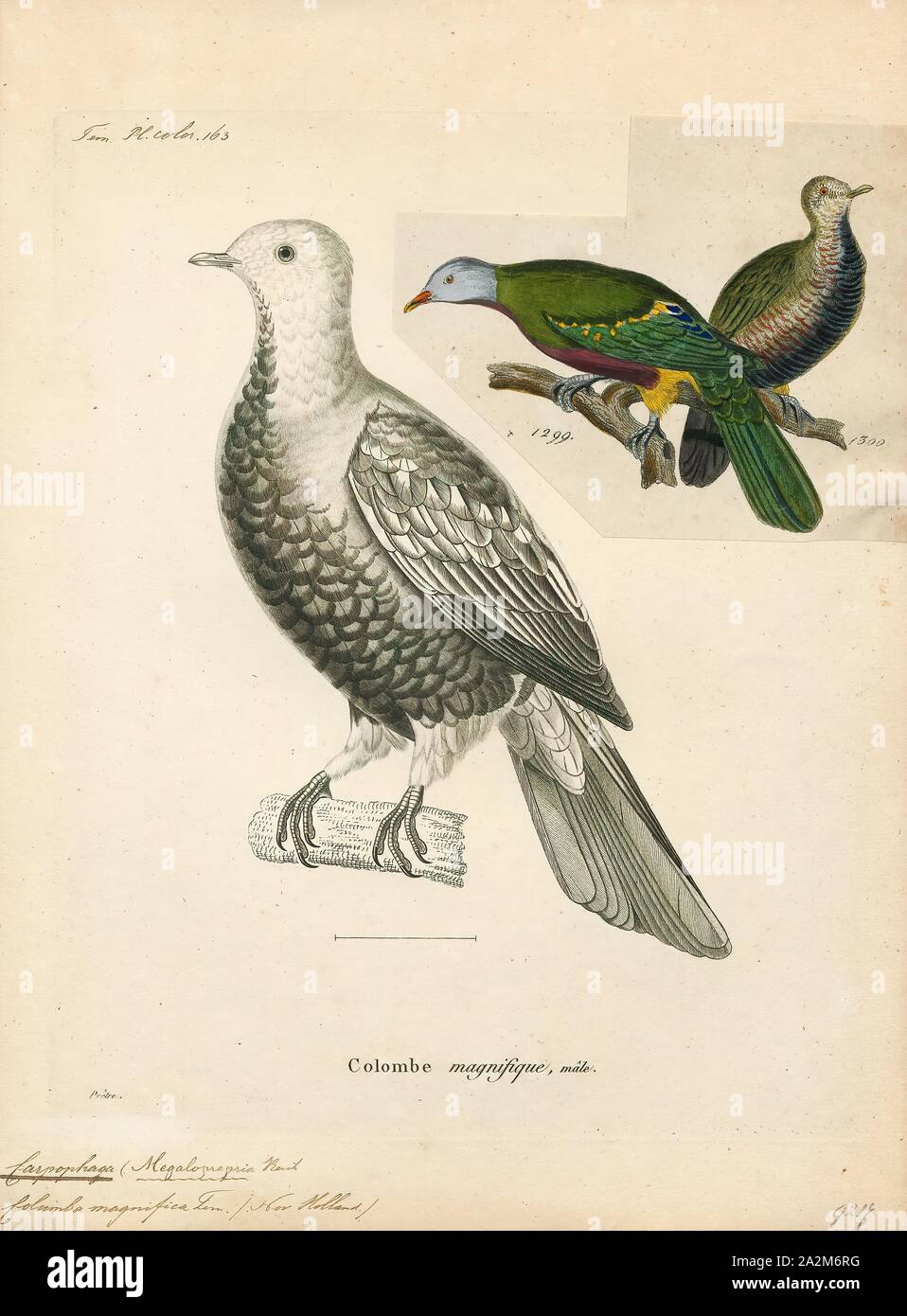 Carpophaga magnifica, Print, 1700-1880 Stock Photo