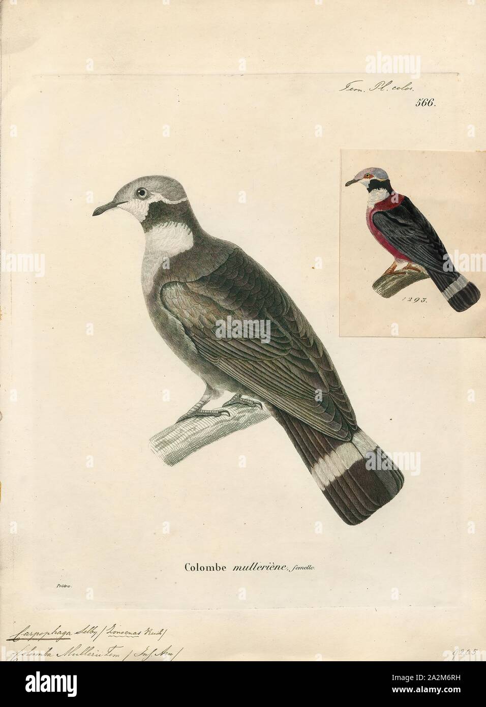 Carpophaga mullerii, Print, 1700-1880 Stock Photo