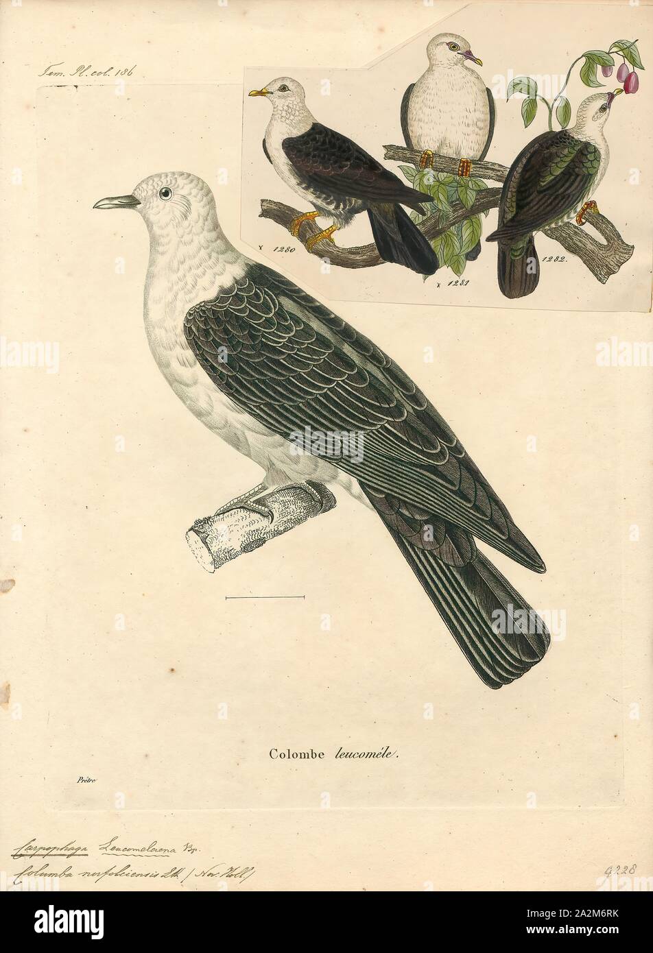 Carpophaga norfolciensis, Print Stock Photo