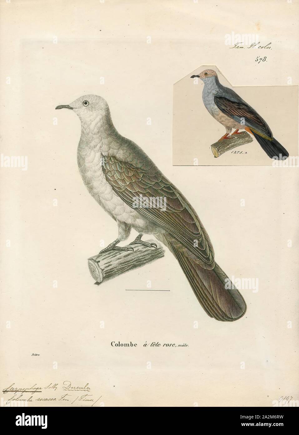 Carpophaga rosacea, Print, 1700-1880 Stock Photo