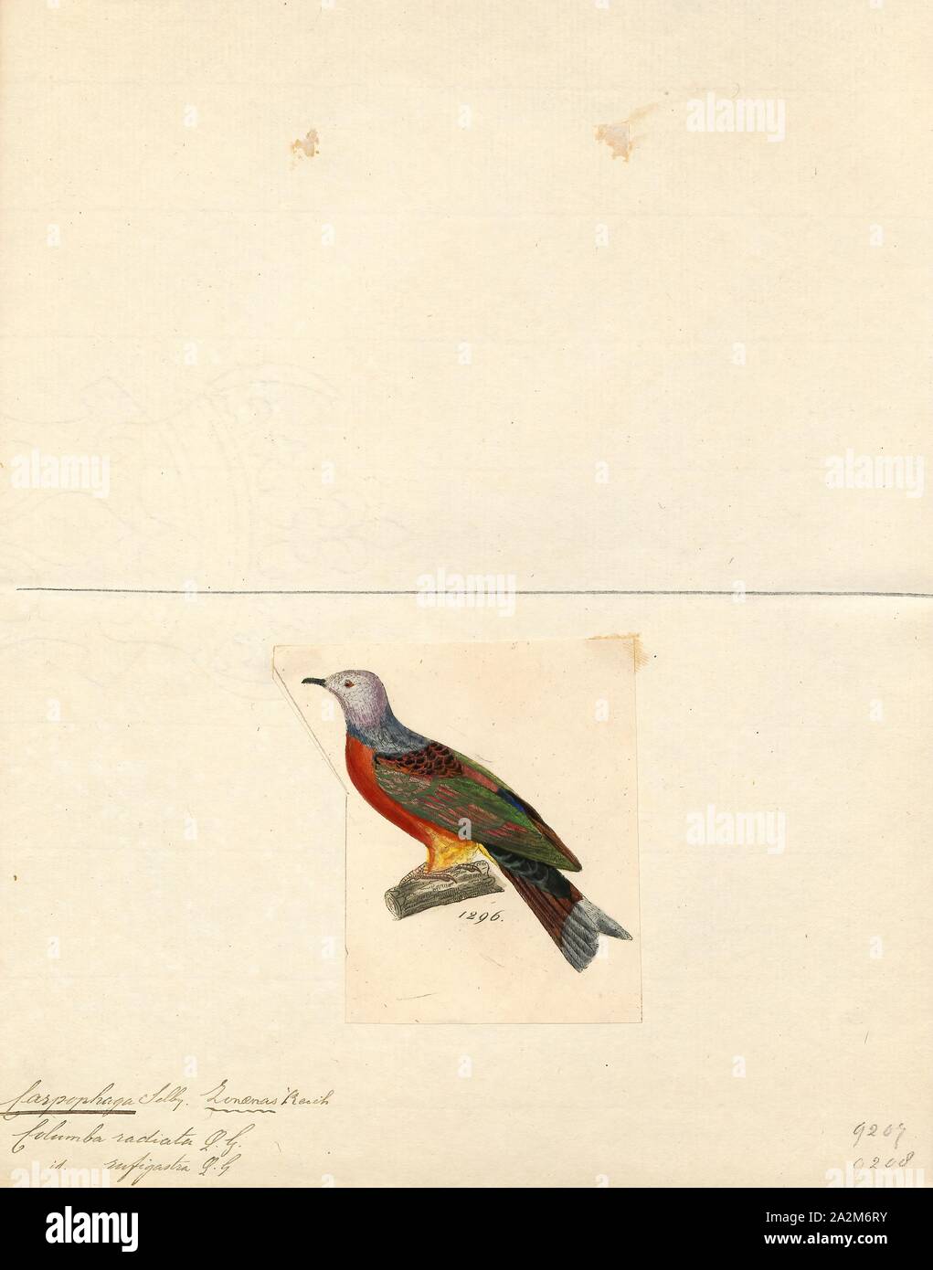 Carpophaga rufigastra, Print, 1820-1860 Stock Photo