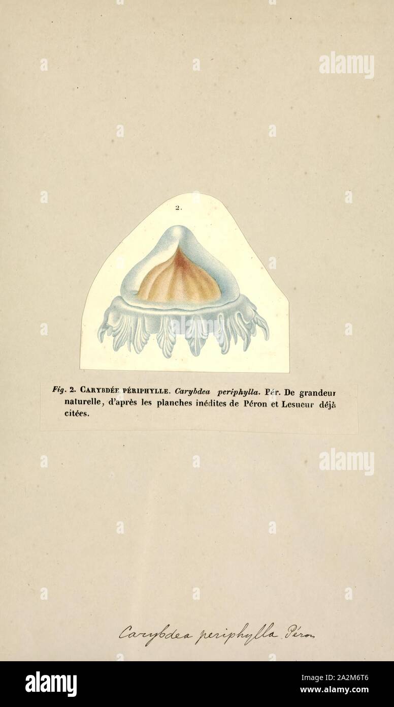 Carybdea, Print, Carybdea is the only genus of venomous box jellyfish in the family Carybdeidae Stock Photo