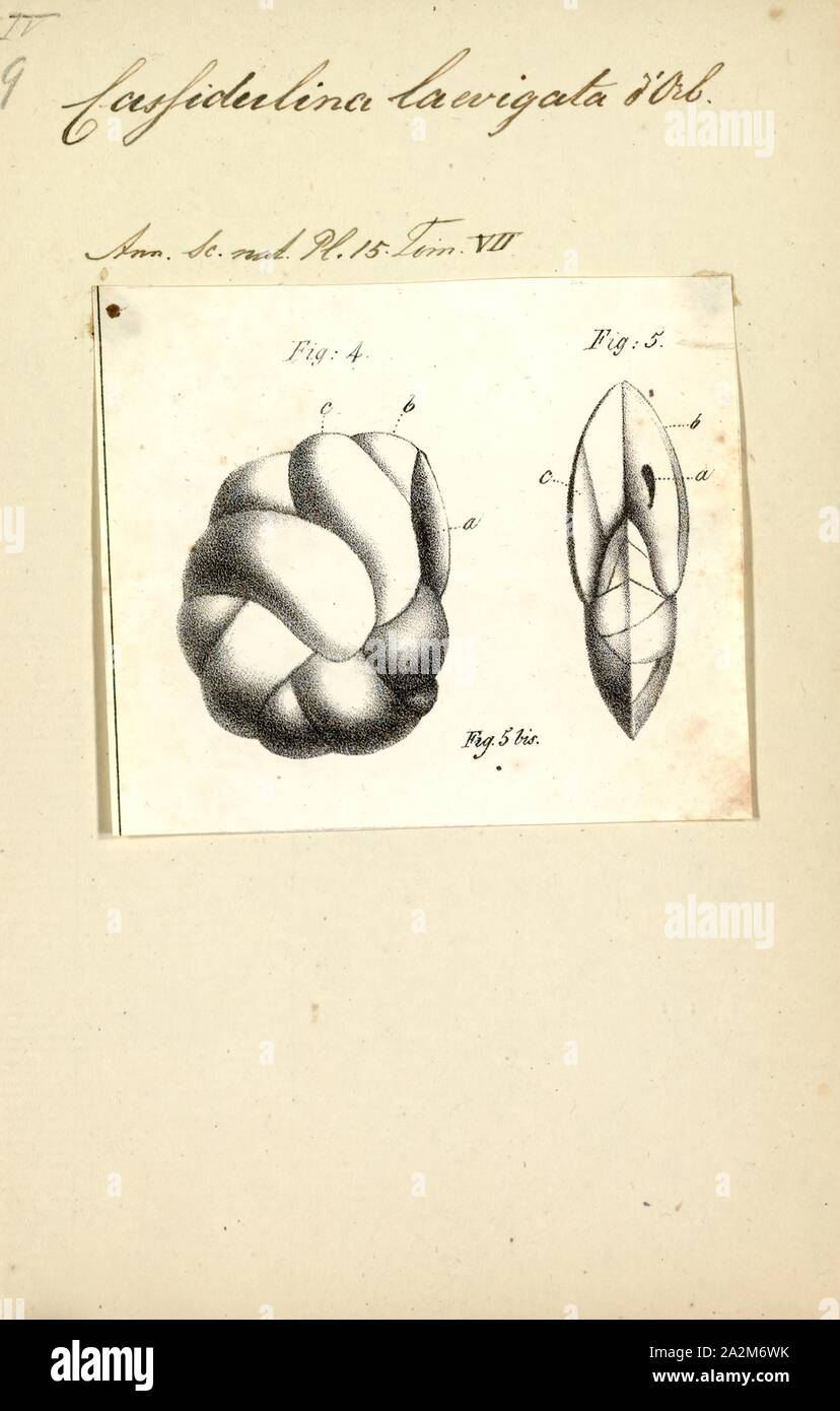 Cassidulina laevigata, Print Stock Photo Alamy