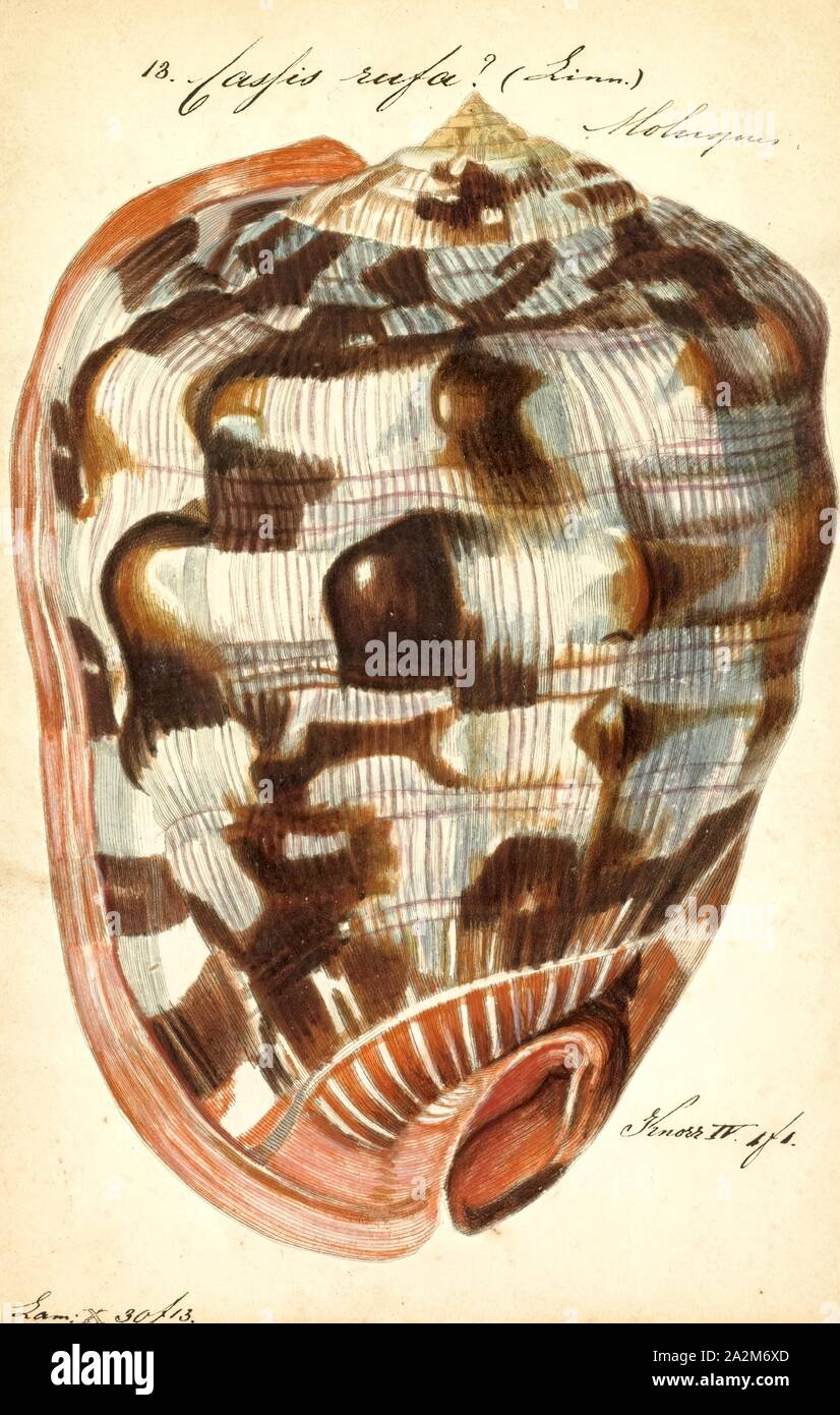Cassis rufa, Print, Cypraecassis rufa is a species of large sea snail, a marine gastropod mollusc in the family Cassidae. It is commonly known as the bullmouth shell or red helmet shell, and also as the cameo shell Stock Photo