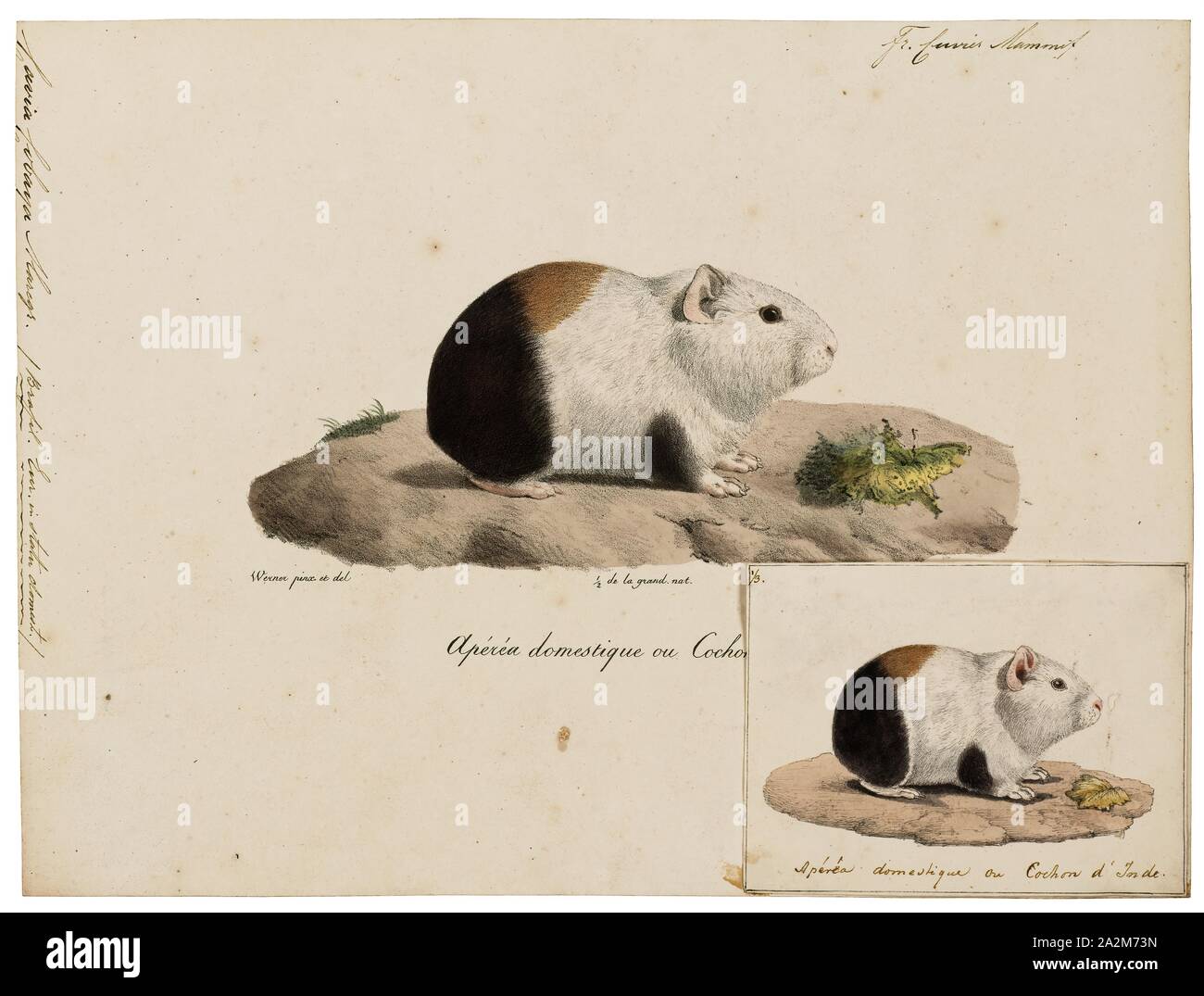 Cavia cobaya, Print, The guinea pig or domestic guinea pig (Cavia