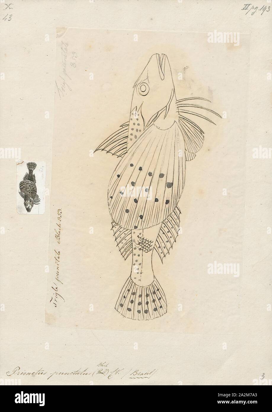 Centropogon australis, Print, 1700-1880 Stock Photo