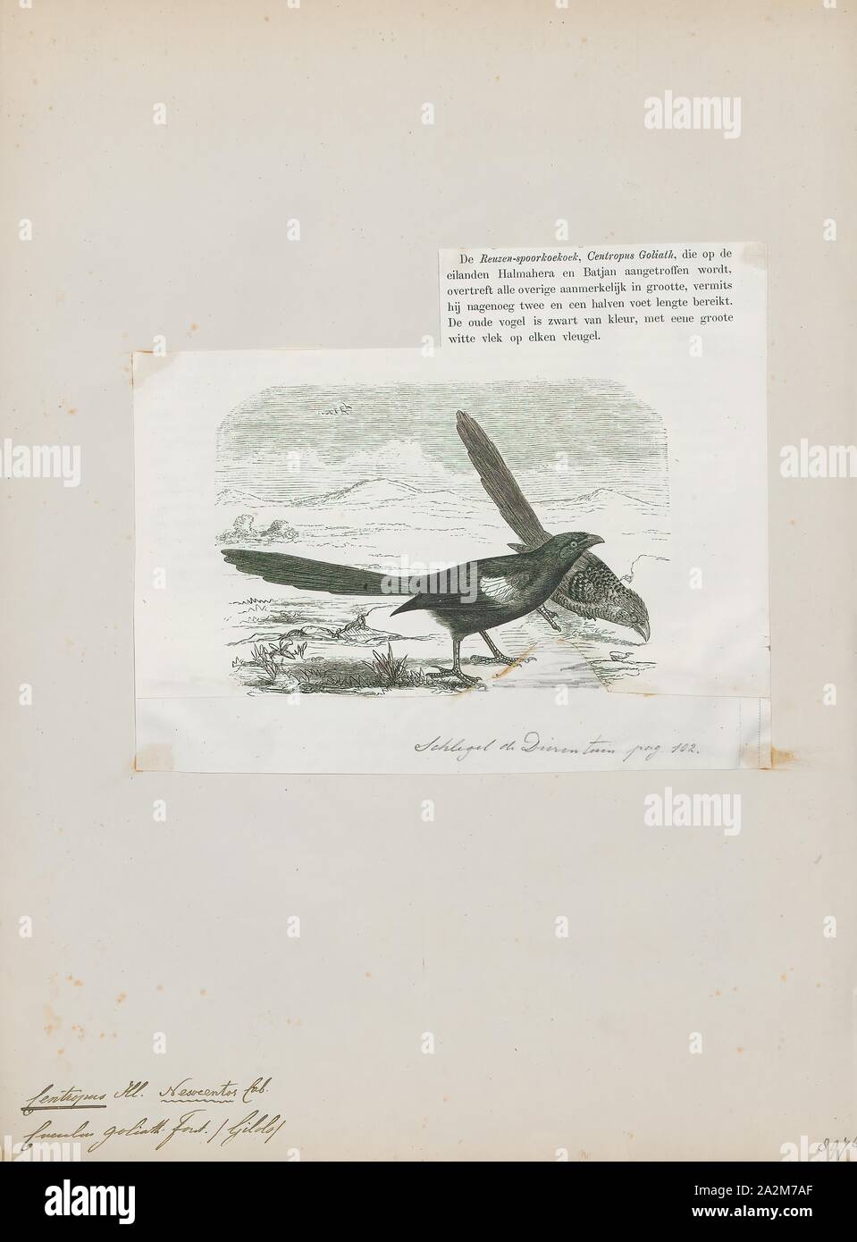 Goliath coucal hires stock photography and images Alamy