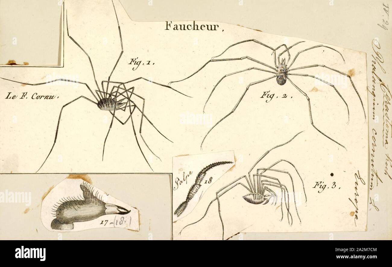 Cerastoma Print Cerastoma Is A Genus Of Fungi In The Family cerastoma-print-cerastoma-is-a-genus-of-fungi-in-the-family