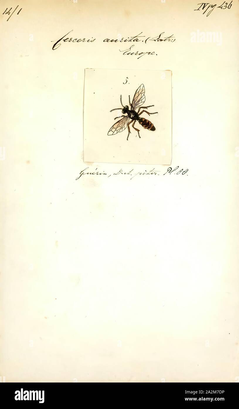 Cerceris, Print, Cerceris is a genus of wasps in the family Crabronidae. It is the largest genus in the family, with over 1030 described species and subspecies. The genus has a cosmopolitan distribution, with species on every continent Stock Photo