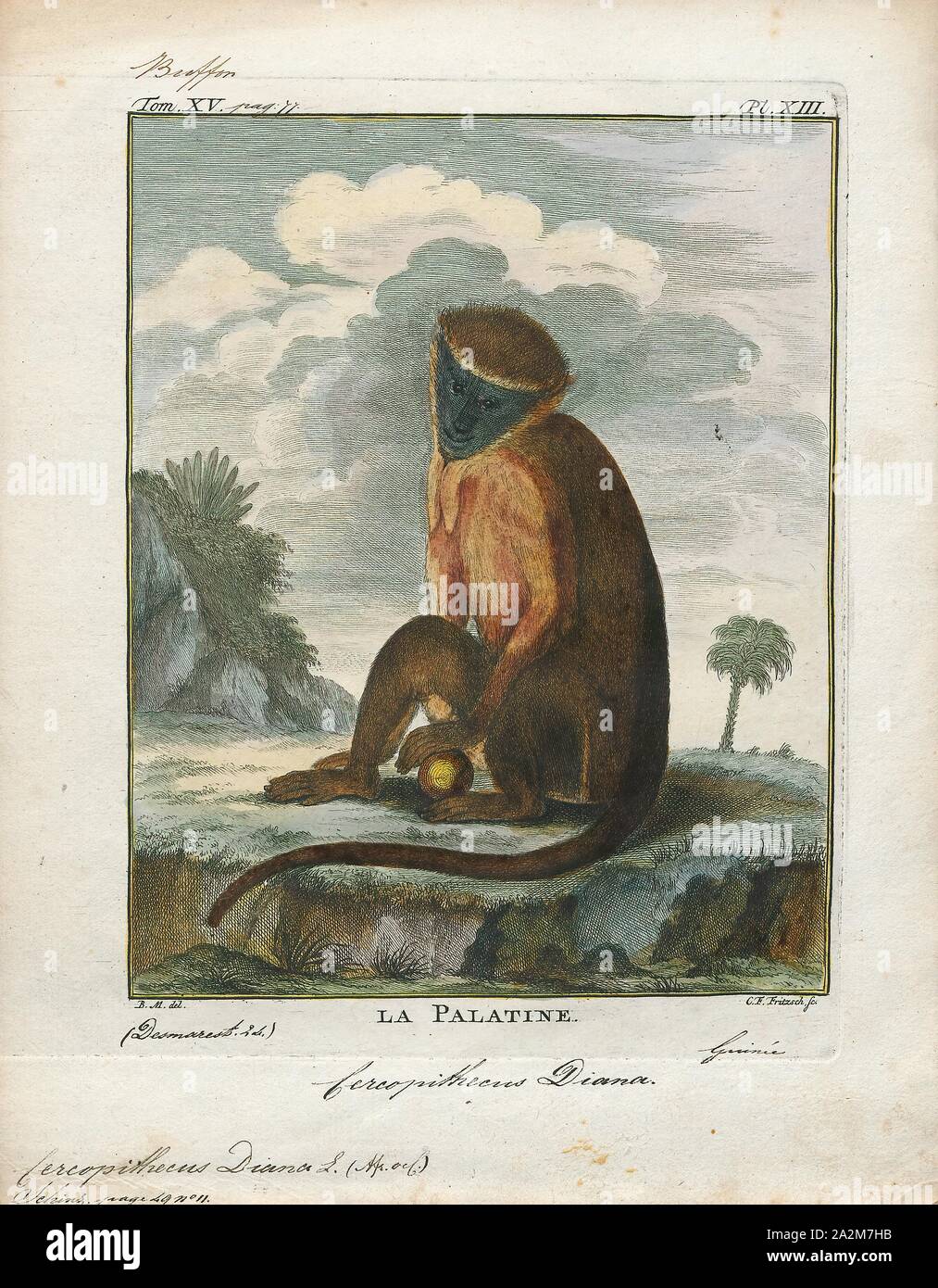 Cercopithecus diana, Print, The Diana monkey (Cercopithecus diana) is ...
