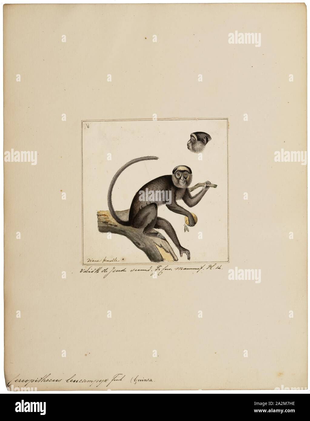 Cercopithecus Rabacus 1829 1867 hi-res stock photography and images - Alamy