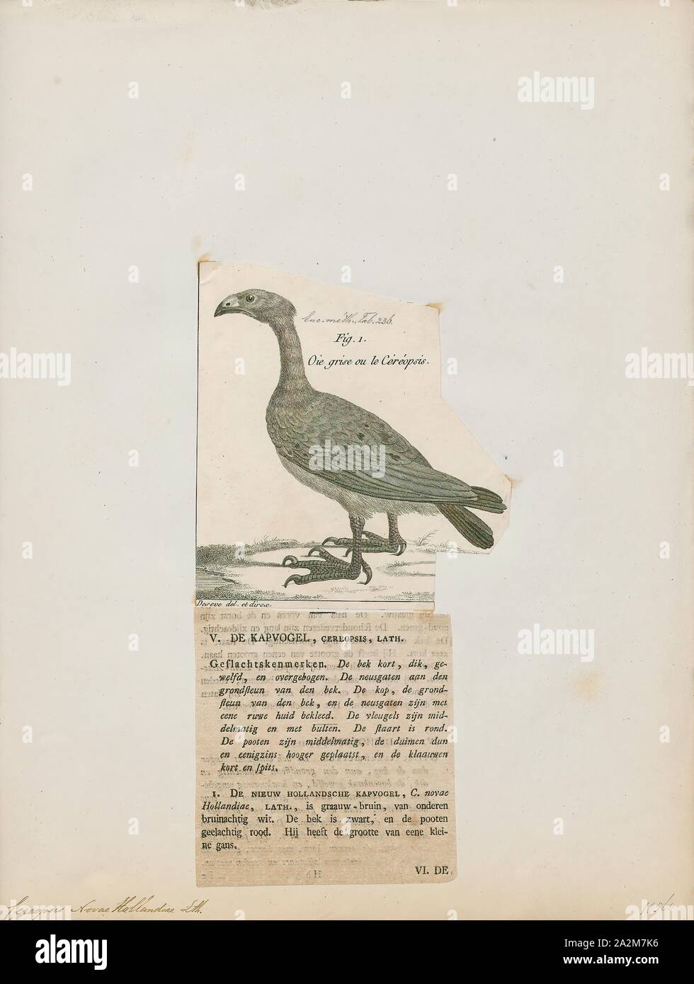 Cereopsis novae hollandiae, Print, Cape Barren goose, The Cape Barren goose (Cereopsis novaehollandiae)is a large goose resident in southern Australia. The species is named for Cape Barren Island, where specimens were first sighted by European explorers., 1782-1825 Stock Photo