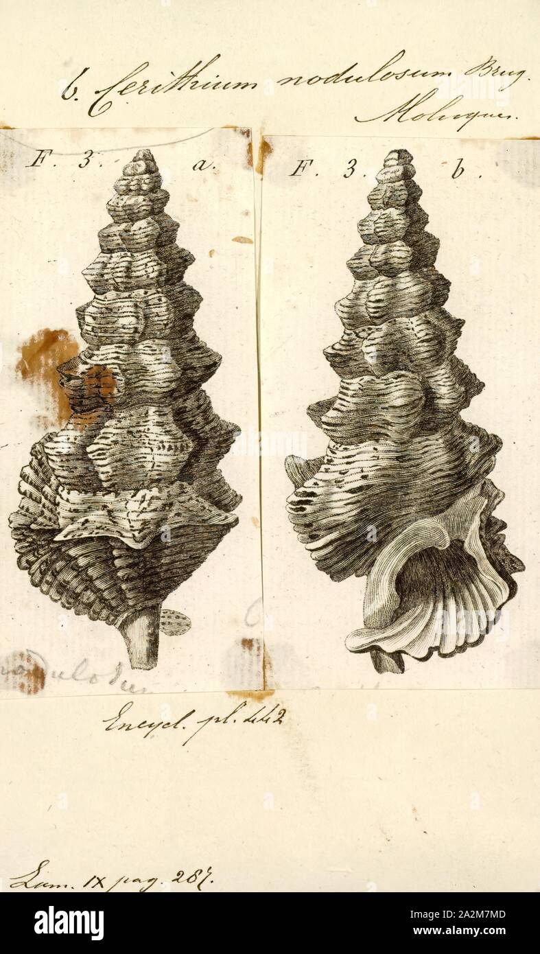 Cerithium nodulosum, Print, Cerithium nodulosum is a species of sea snail, a marine gastropod mollusk in the family Cerithiidae Stock Photo