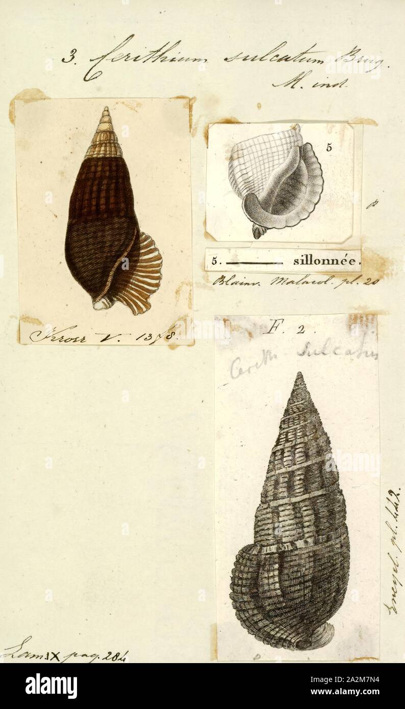 Cerithium sulcatum, Print, Cerithium is a genus of small to medium-sized sea snails, marine gastropod mollusks in the family Cerithiidae, the ceriths Stock Photo