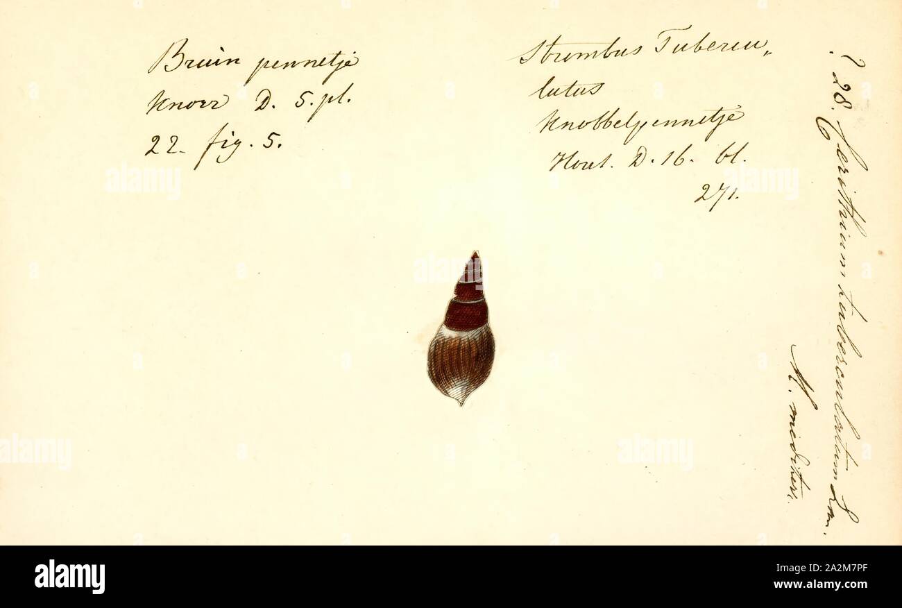 Cerithium tuberculatum, Print, Cerithium tuberculatum is a species of sea snail, a marine gastropod mollusk in the family Cerithiidae Stock Photo