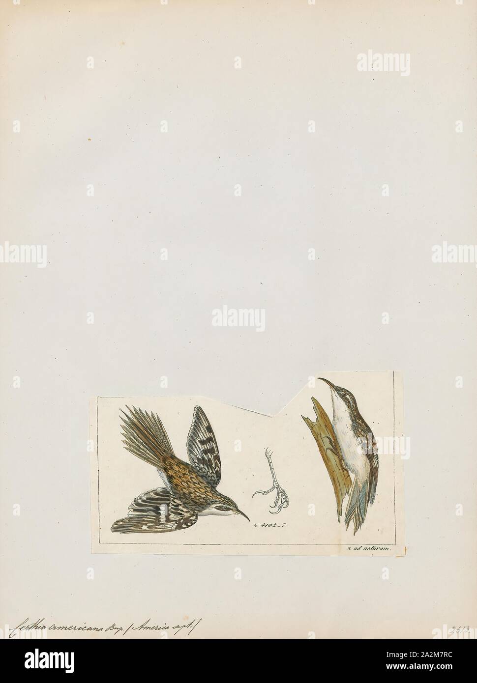 Certhia americana, Print, The brown creeper (Certhia americana), also known as the American treecreeper, is a small songbird, the only North American member of the treecreeper family Certhiidae., 1820-1860 Stock Photo