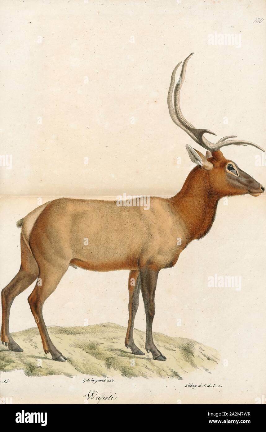 Cervus canadensis, Print, The elk or wapiti (Cervus canadensis) is one of  the largest species within the deer family, Cervidae, and one of the  largest terrestrial mammals in North America and Northeast