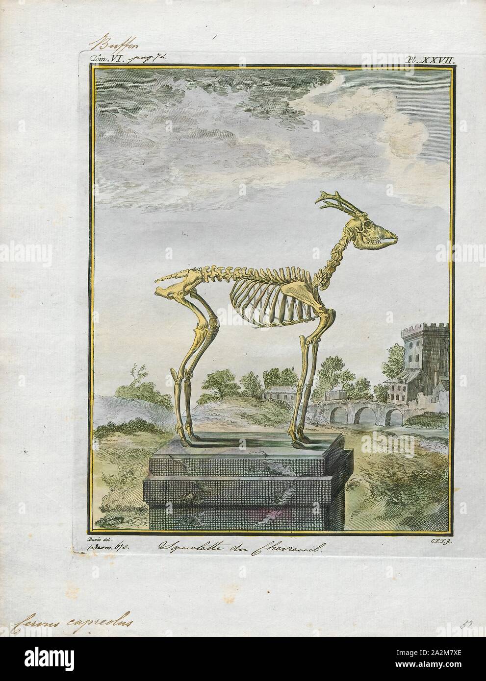 Cervus capreolus, Print, European roe deer, skeleton Stock Photo
