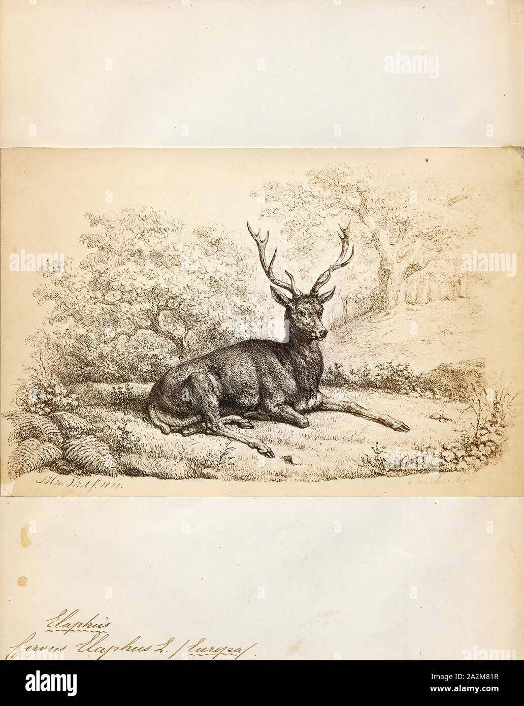 Cervus Elaphus Print The Red Deer Cervus Elaphus Is One Of The Largest Deer Species The Red Deer Inhabits Most Of Europe The Caucasus Mountains Region Asia Minor Iran Parts Of Western