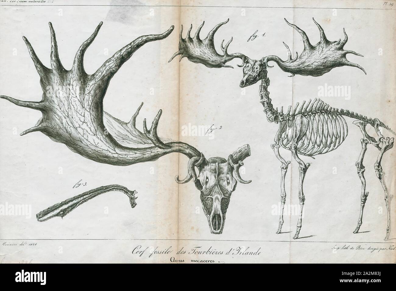 Cervus megaceros, Print, The Irish elk (Megaloceros giganteus) also called the giant deer or Irish giant deer, is an extinct species of deer in the genus Megaloceros and is one of the largest deer that ever lived. Its range extended across Eurasia during the Pleistocene, from Ireland to Siberia to China. A related form is recorded in China during the Late Pleistocene. The most recent remains of the species have been carbon dated to about 7, 700 years ago in Siberia., skeleton Stock Photo
