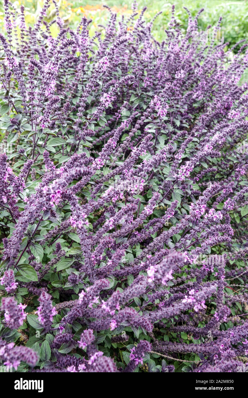 Ocimum basilicum 'Red Rubin' garden herb Stock Photo