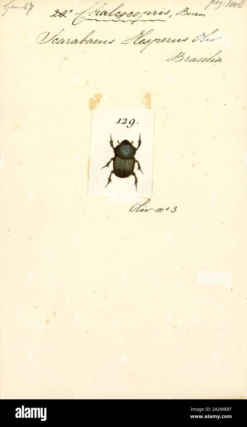 Chalcocopris, Print, Chalcocopris is a genus of Scarabaeidae or scarab beetle Stock Photo