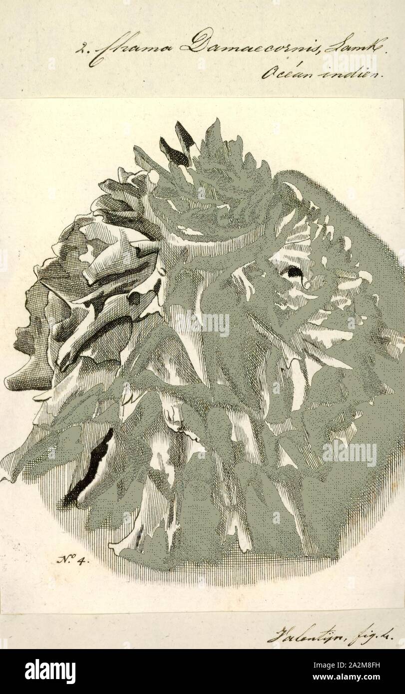 Chama damaecornis hi-res stock photography and images - Alamy