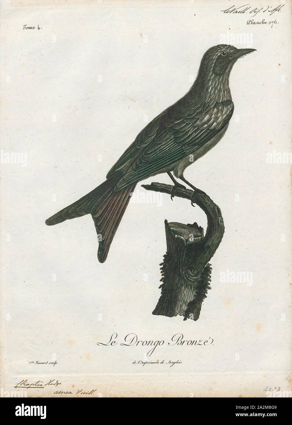Chaptia aenea, Print, 1796-1808 Stock Photo - Alamy