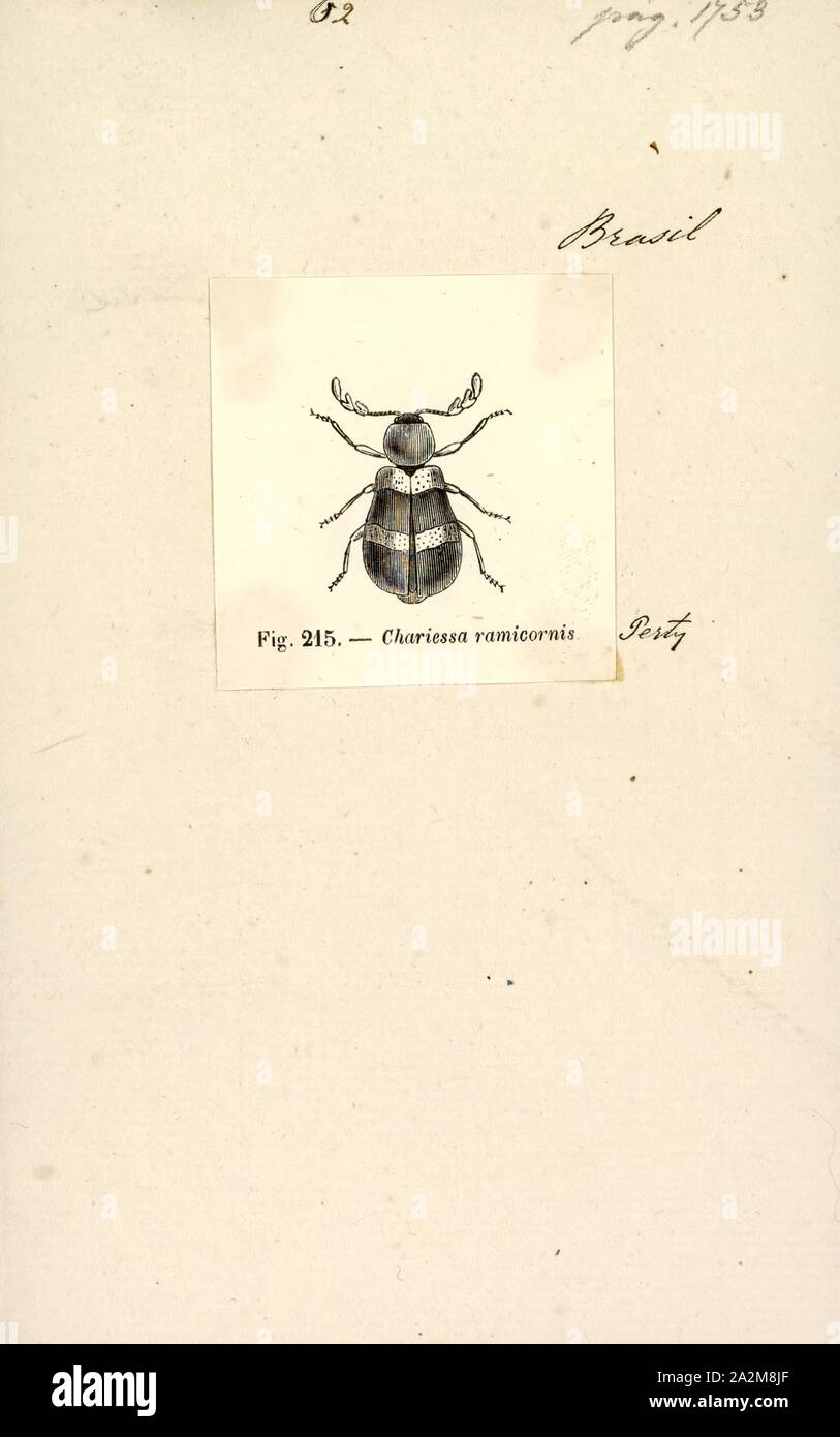 Chariessa, Print, Chariessa is a genus of checkered beetles in the family Cleridae Stock Photo
